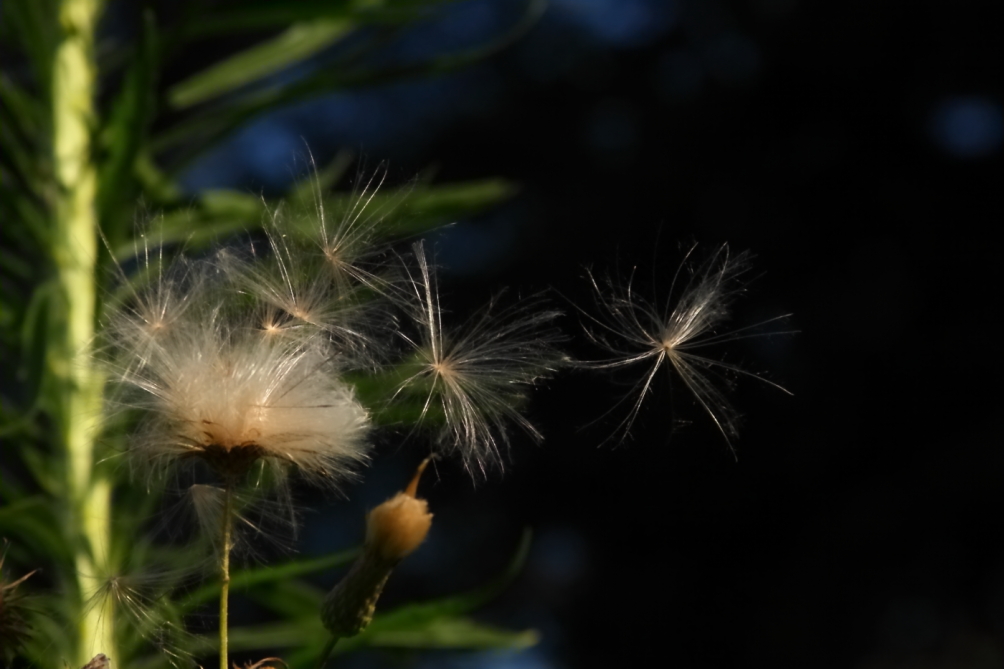 2011 07 26 IMG 34518e